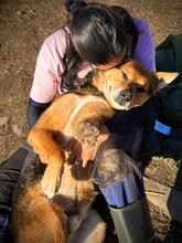 REXI, Hund, Mischlingshund in Rumänien - Bild 8