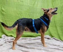 REXI, Hund, Mischlingshund in Rumänien - Bild 9