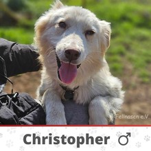 CHRISTOPHER, Hund, Mischlingshund in Bulgarien - Bild 1