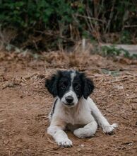 JERRYP, Hund, Mischlingshund in Griechenland - Bild 13