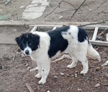 JERRYP, Hund, Mischlingshund in Griechenland - Bild 2