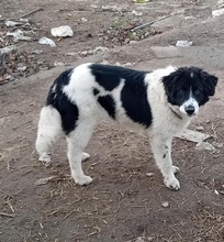 JERRYP, Hund, Mischlingshund in Griechenland - Bild 3