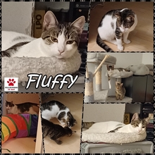 FLUFFY, Katze, Europäisch Kurzhaar in Lohr