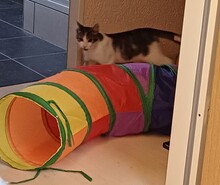 FLUFFY, Katze, Europäisch Kurzhaar in Lohr - Bild 3