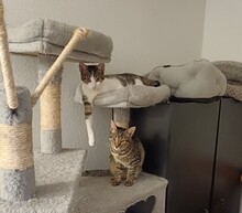 FLUFFY, Katze, Europäisch Kurzhaar in Lohr - Bild 4