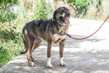 FIONA, Hund, Mischlingshund in Griechenland - Bild 2