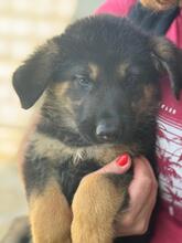 JOHNNY, Hund, Deutscher Schäferhund-Mix in Spanien - Bild 1