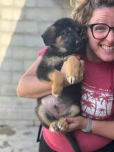 JOHNNY, Hund, Deutscher Schäferhund-Mix in Spanien - Bild 3