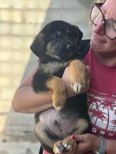 JOHNNY, Hund, Deutscher Schäferhund-Mix in Spanien - Bild 4