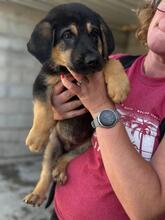 KEVIN, Hund, Deutscher Schäferhund-Mix in Spanien - Bild 7