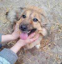 COCA, Hund, Mischlingshund in Rumänien - Bild 1