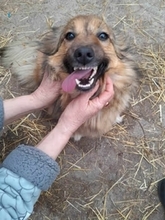 COCA, Hund, Mischlingshund in Rumänien - Bild 2