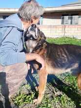 NONNOELIA, Hund, Deutscher Schäferhund-Mix in Italien - Bild 3