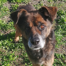 NONNOELIA, Hund, Deutscher Schäferhund Mix in Italien