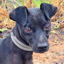 FRITZI, Hund, Mischlingshund in Spanien