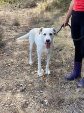 TRISTAN, Hund, Mischlingshund in Spanien - Bild 4