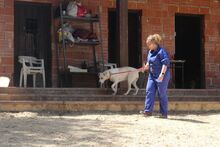 TRISTAN, Hund, Mischlingshund in Spanien - Bild 6