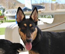 YASSI, Hund, Deutscher Schäferhund-Mix in Spanien - Bild 10