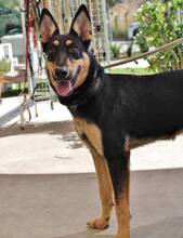 YASSI, Hund, Deutscher Schäferhund-Mix in Spanien - Bild 12