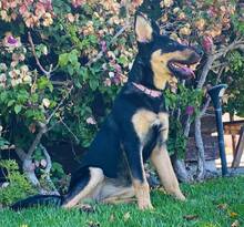YASSI, Hund, Deutscher Schäferhund-Mix in Spanien - Bild 13