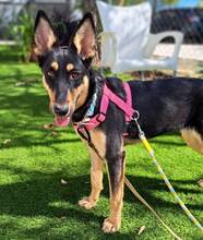 YASSI, Hund, Deutscher Schäferhund-Mix in Spanien - Bild 14