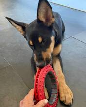 YASSI, Hund, Deutscher Schäferhund-Mix in Spanien - Bild 15