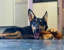 YASSI, Hund, Deutscher Schäferhund-Mix in Spanien - Bild 17