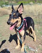 YASSI, Hund, Deutscher Schäferhund-Mix in Spanien - Bild 2