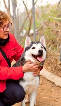 ARESUNDLLUNA, Hund, Siberian Husky in Spanien - Bild 1