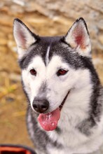 ARESUNDLLUNA, Hund, Siberian Husky in Spanien - Bild 2