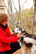 ARESUNDLLUNA, Hund, Siberian Husky in Spanien - Bild 3