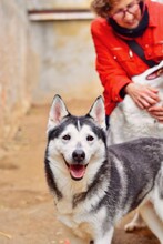 ARESUNDLLUNA, Hund, Siberian Husky in Spanien - Bild 4