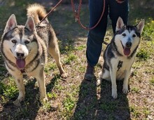 ARESUNDLLUNA, Hund, Siberian Husky in Spanien - Bild 5