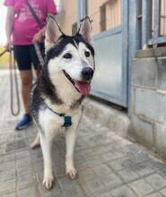 ARESUNDLLUNA, Hund, Siberian Husky in Spanien - Bild 6