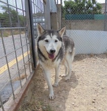 ARESUNDLLUNA, Hund, Siberian Husky in Spanien - Bild 7