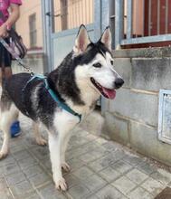 ARESUNDLLUNA, Hund, Siberian Husky in Spanien - Bild 8