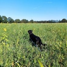 NANDA, Hund, Mischlingshund in Fürstenau - Bild 2