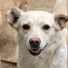 ALBA, Hund, Labrador-Mix in Rumänien - Bild 1