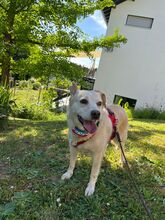 ALBA, Hund, Labrador-Mix in Mosbach - Bild 1
