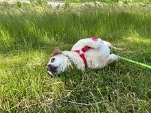 ALBA, Hund, Labrador-Mix in Mosbach - Bild 11