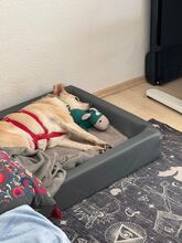 ALBA, Hund, Labrador-Mix in Mosbach - Bild 13