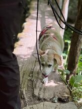 ALBA, Hund, Labrador-Mix in Mosbach - Bild 14
