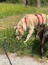 ALBA, Hund, Labrador-Mix in Mosbach - Bild 15