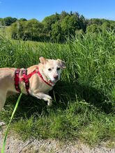 ALBA, Hund, Labrador-Mix in Mosbach - Bild 2
