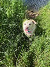 ALBA, Hund, Labrador-Mix in Mosbach - Bild 3