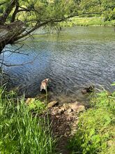 ALBA, Hund, Labrador-Mix in Mosbach - Bild 4