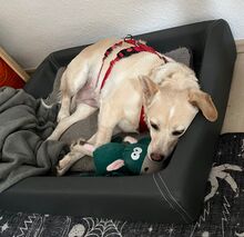 ALBA, Hund, Labrador-Mix in Mosbach - Bild 5