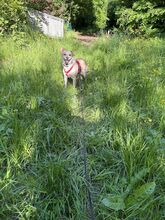 ALBA, Hund, Labrador-Mix in Mosbach - Bild 6