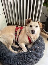 ALBA, Hund, Labrador-Mix in Mosbach - Bild 7