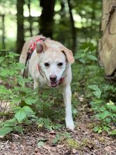 ALBA, Hund, Labrador-Mix in Mosbach - Bild 8